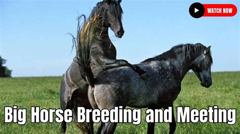 free sex videos with horses|Today's Top Rated Horse Sex Videos .